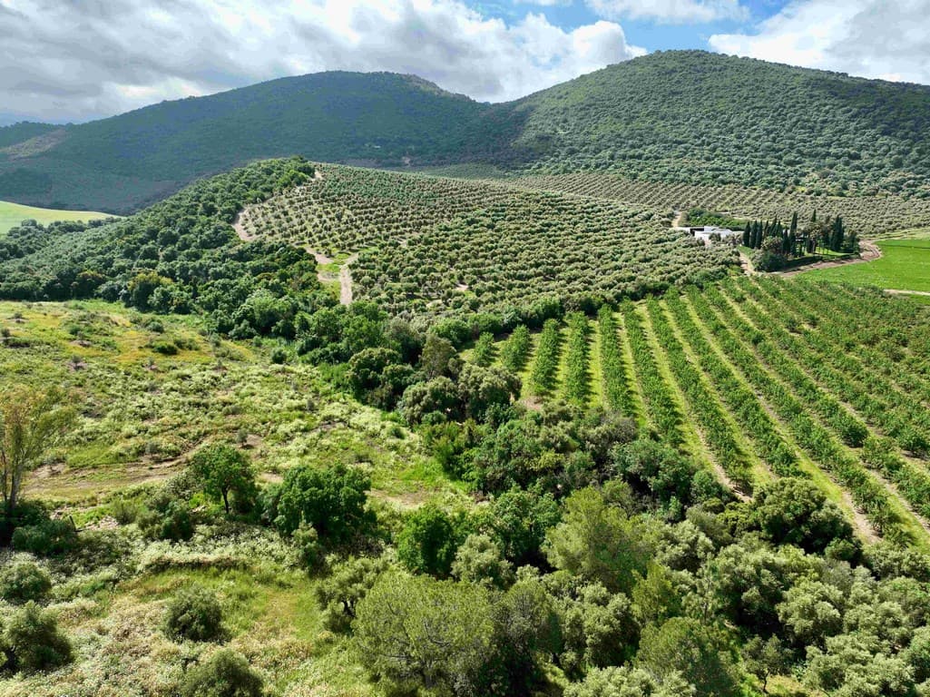 Cortijo del SXVIII sierra de grazalema en venta hectareas