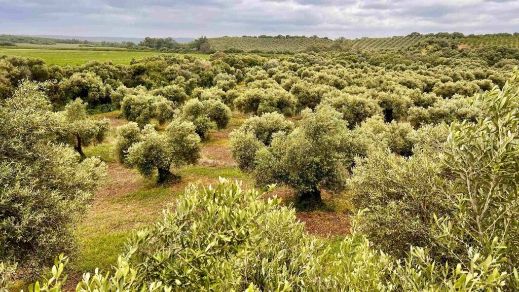 Cortijo del SXVIII sierra de grazalema en venta olivar