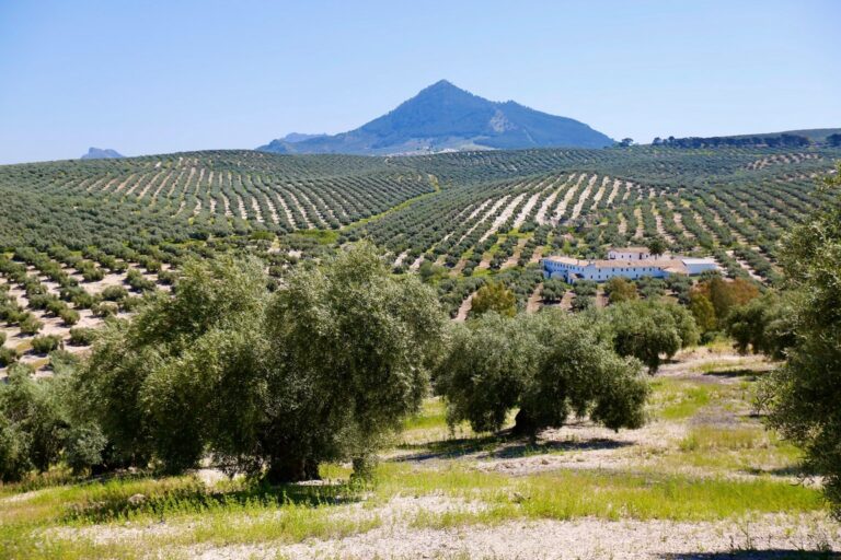 Olivar tradicional de 123 has. con cortijo centenario en la Sub Bética cordobesa