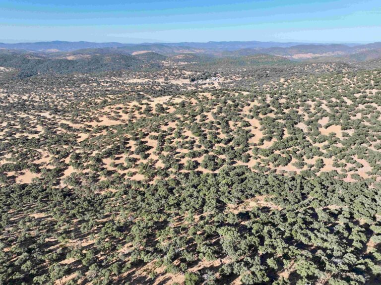Una de las mejores dehesas entre Sevilla y Mérida