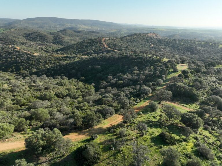 Dehesa mixto ganadera cinegética de 280 has. a 30′ de Sevilla en las estribaciones de la Sierra Norte