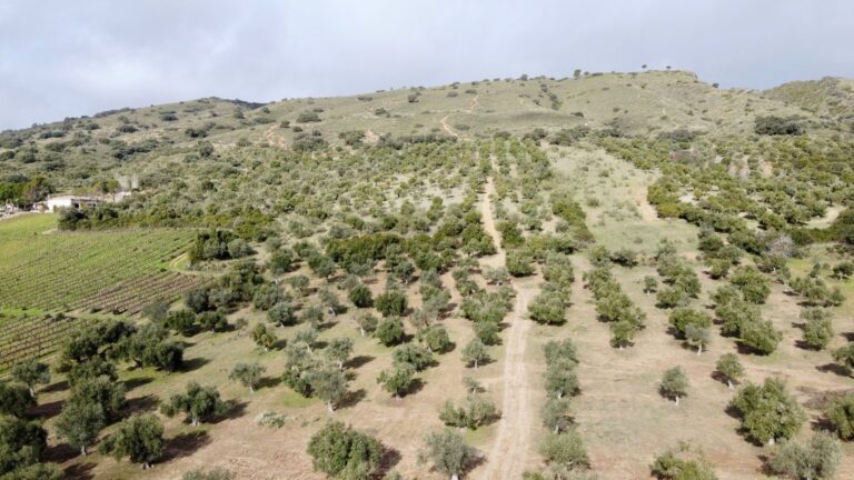 Estupenda finca de 60 has. con una hacienda del SXVIII en un bonito paisaje a 15′ de Ronda