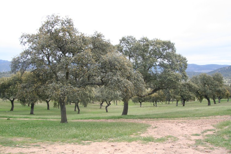 Dehesa ganadera de 402 has. en Villanueva del Rey – Córdoba