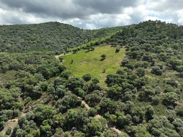 Castañar de 60 has. con viñas y un Zarzo para restaurar en el Parque Natural de la Sierra de Aracena