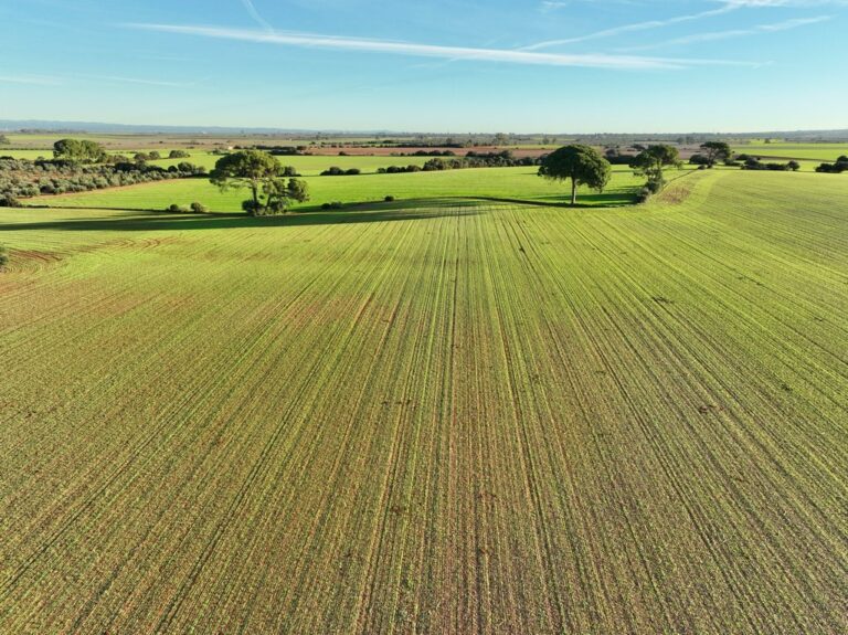 14,53 has. de paisaje ideal para hacerse una casa de nueva planta entre Sevilla y Carmona